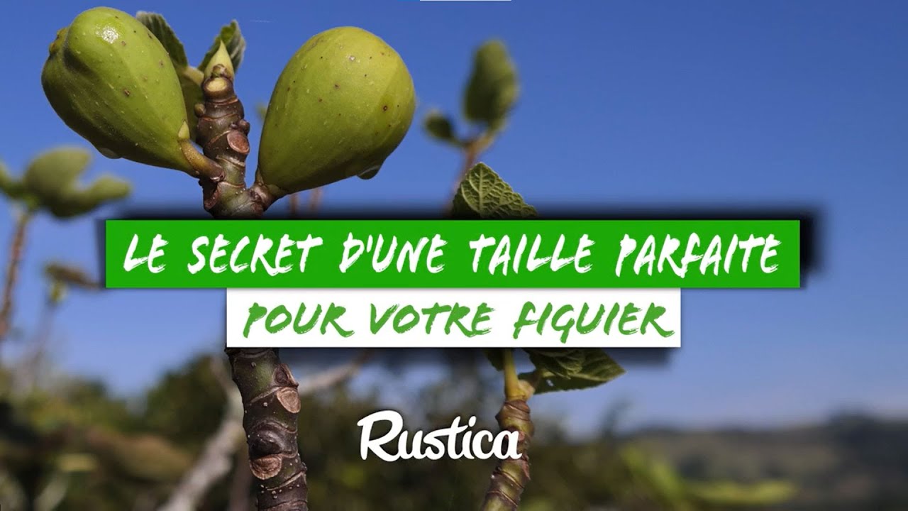 Taillez votre figuier comme un pro !