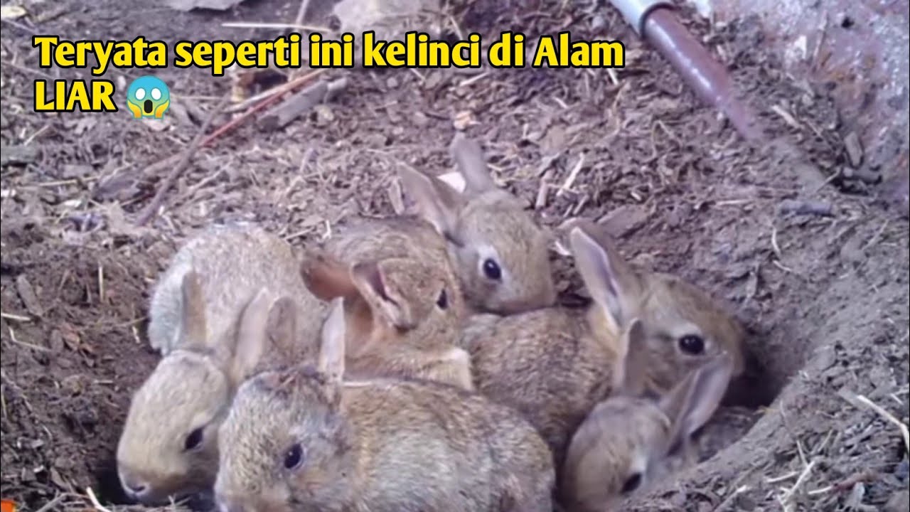 Kehidupan Kelinci Di Alam LIAR KELINCI UMBARAN 😱