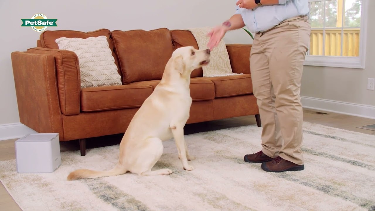 Teach & Treat &ndash; Training Lesson 4: Teaching Your Dog to Sit