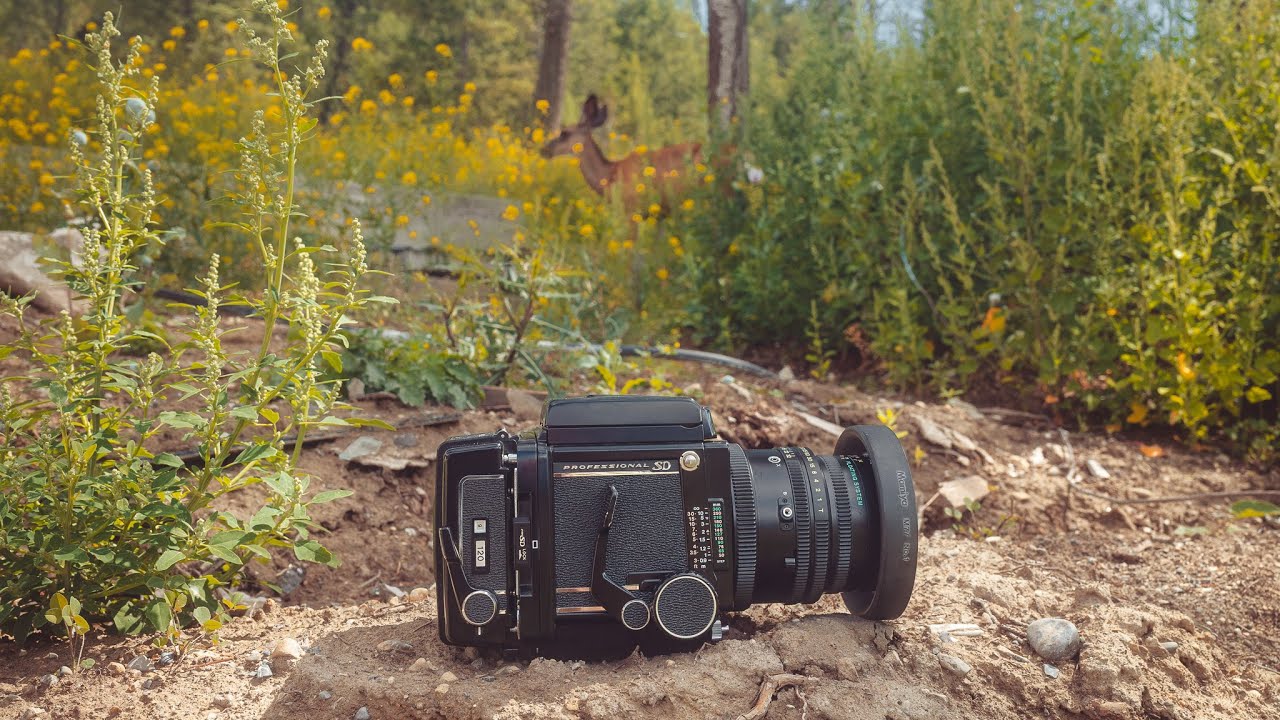 Shooting Harmon Phoenix 200 with the RB67 Pro SD | This Film Stock is PUNCHY