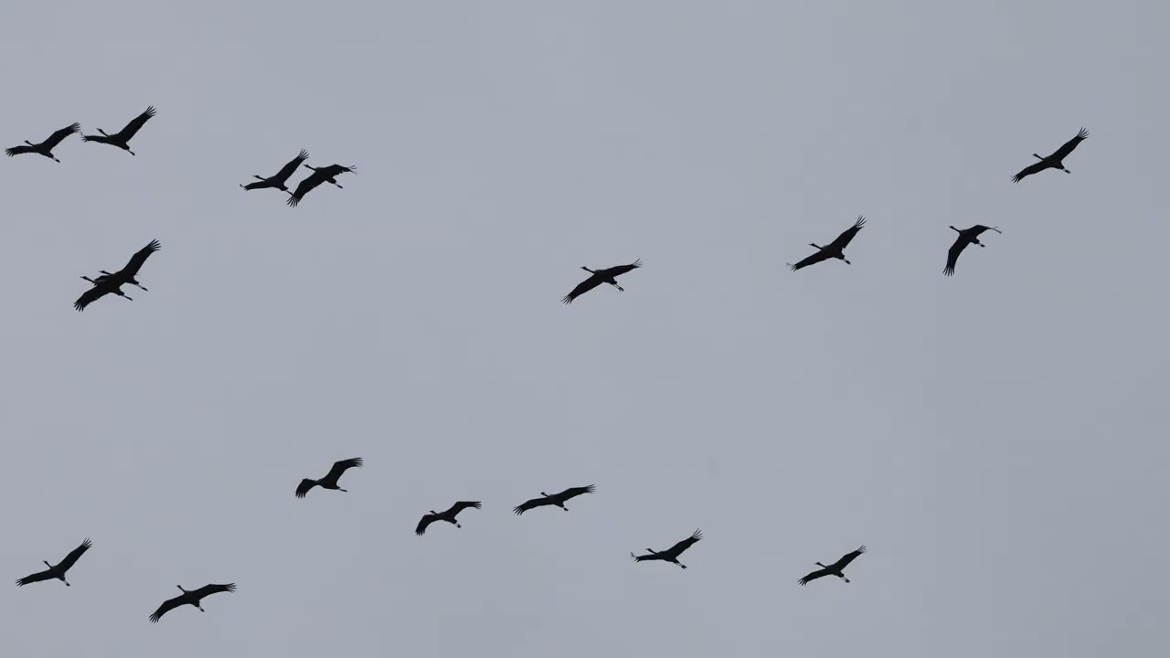 flock of cranes flying past