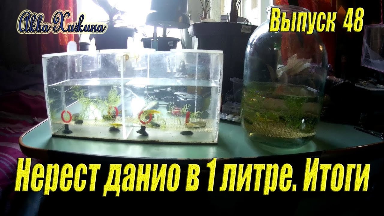 Нерест данио в одном литре воды, итоги (Аква Хижина, выпуск 48)
