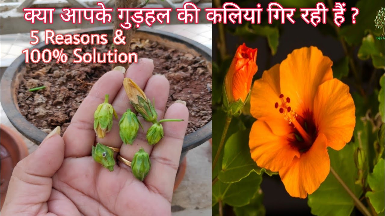 Why dropping hibiscus buds ? 5 Reasons & solutions #shorts #enjoygardening
