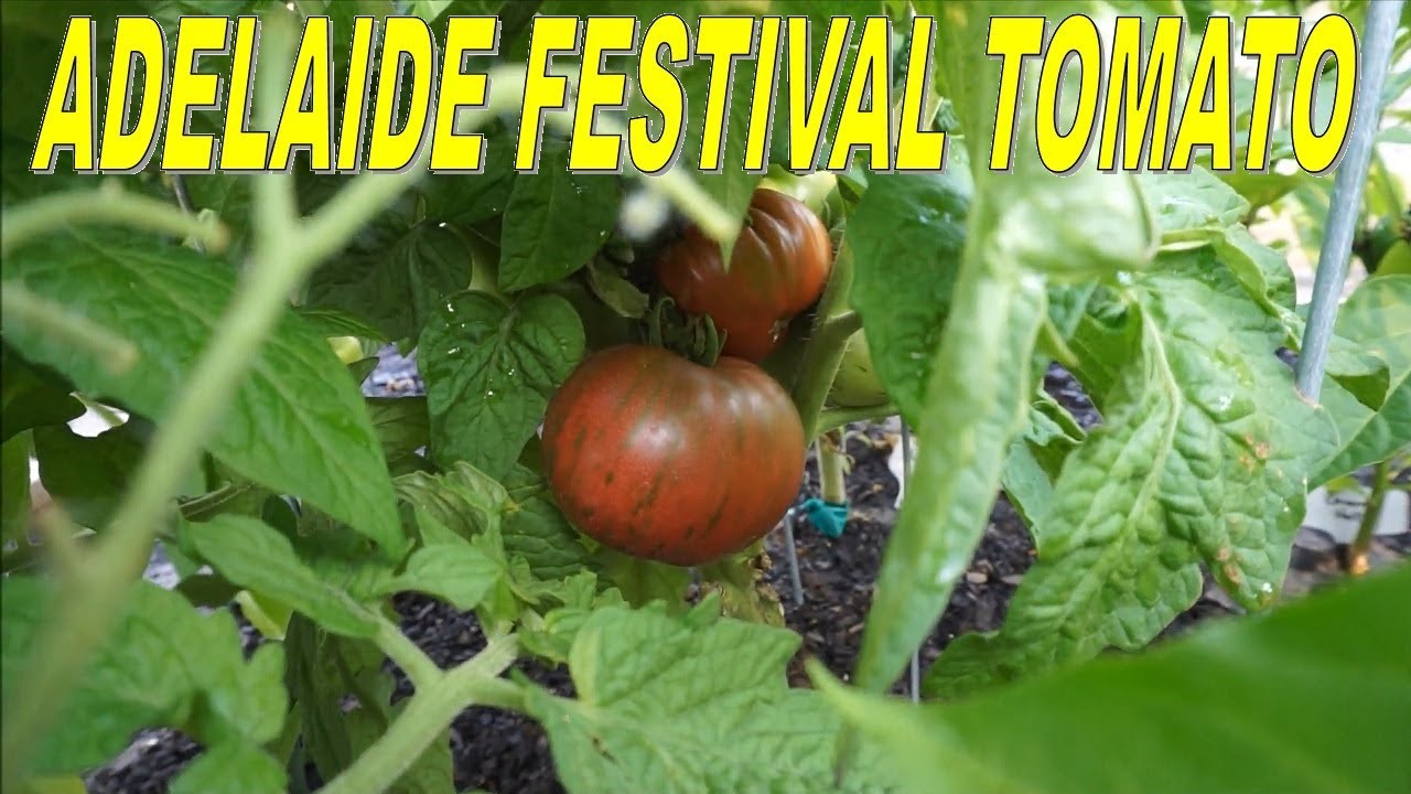Adelaide Festival Tomato - One Of The BEST Dwarf Tomatoes. Delicious!