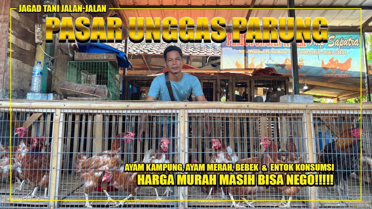 UPDATE HARGA AYAM KAMPUNG, BEBEK DAN ENTOK KONSUMSI DI PASAR UNGGAS PARUNG | JAGAD TANI JALAN-JALAN