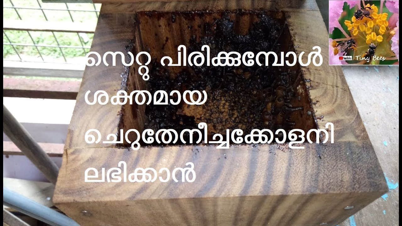 സെറ്റു  പിരിക്കുമ്പോൾ ശക്തമായ കോളനി ലഭിക്കാൻ - Cherutheneecha valarthal