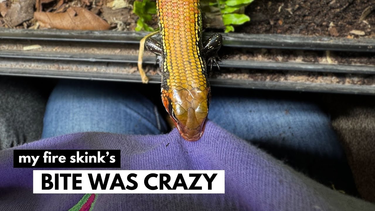 Bitten, Tail Drop & Ghosted By The Shop | FIRE SKINK UPDATE