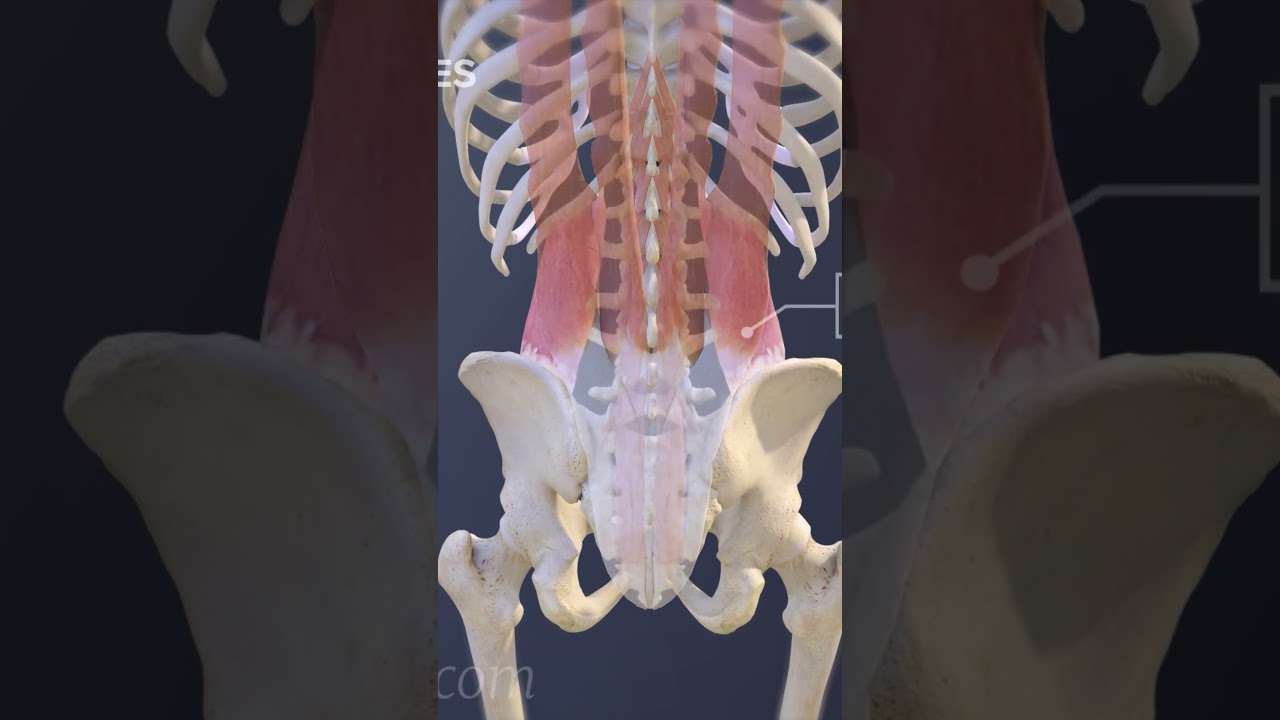 The Extensor Muscles of the Lower Back