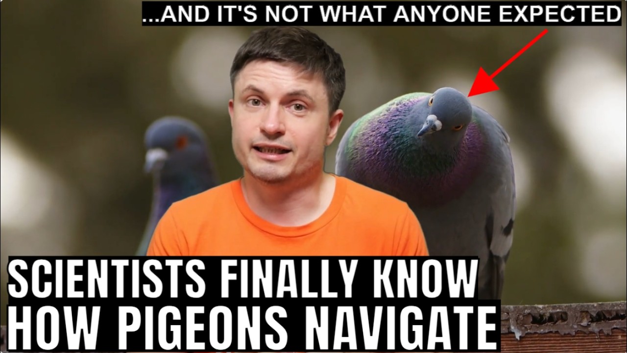 Scientists Just Figured Out How Pigeons Navigate the Planet and its Super Weird