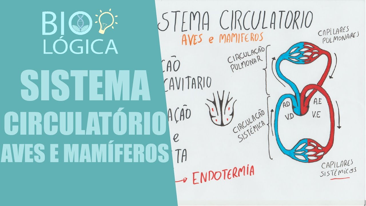 BIO LÓGICA! AVES E MAMÍFEROS - SISTEMA CIRCULATÓRIO