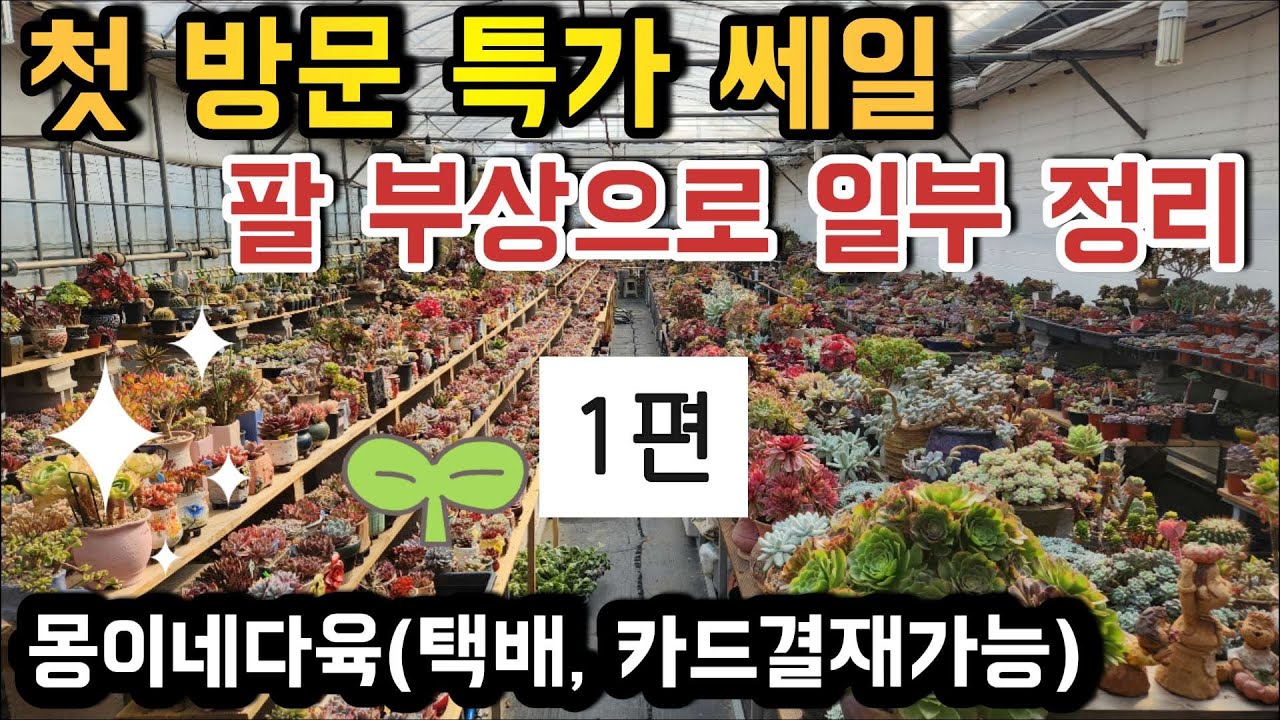 (1편, 택배, 카드결재가능)첫 방문했더니 사장님이 특가를…｜광주 몽이네다육이 일부 정리 ㅣ#신쌤의다다육선(多肉植物, succulent, たにくしょくぶつ)