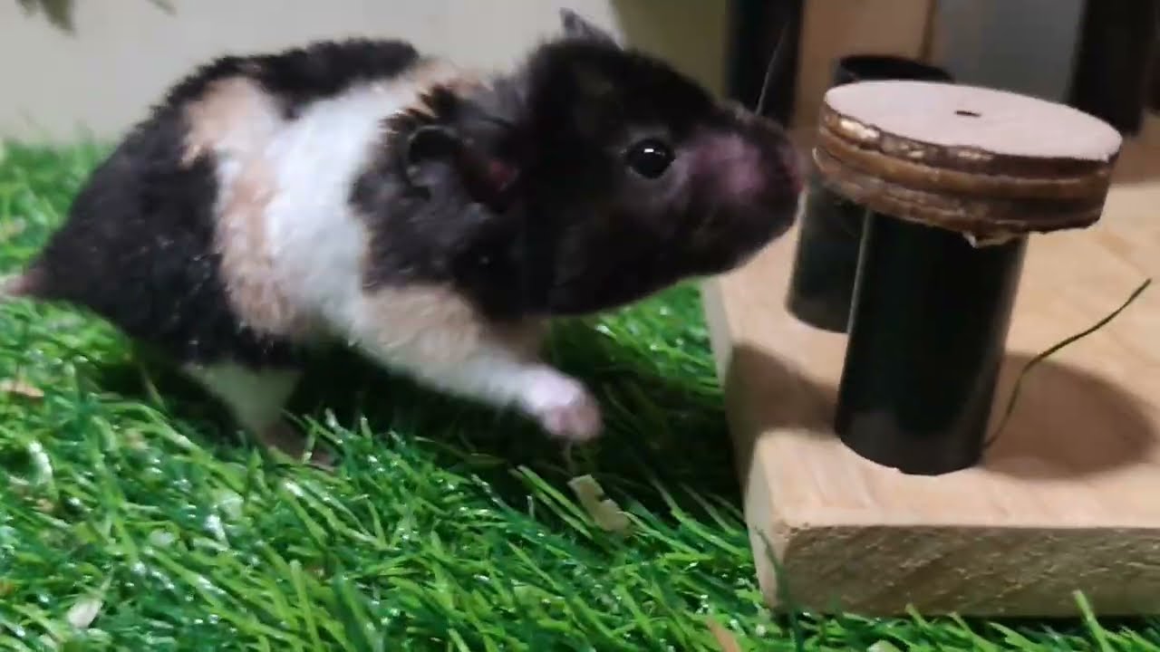 Tiny Hamster Team 🐹 | Labyrinth Challenge & Treat Time!