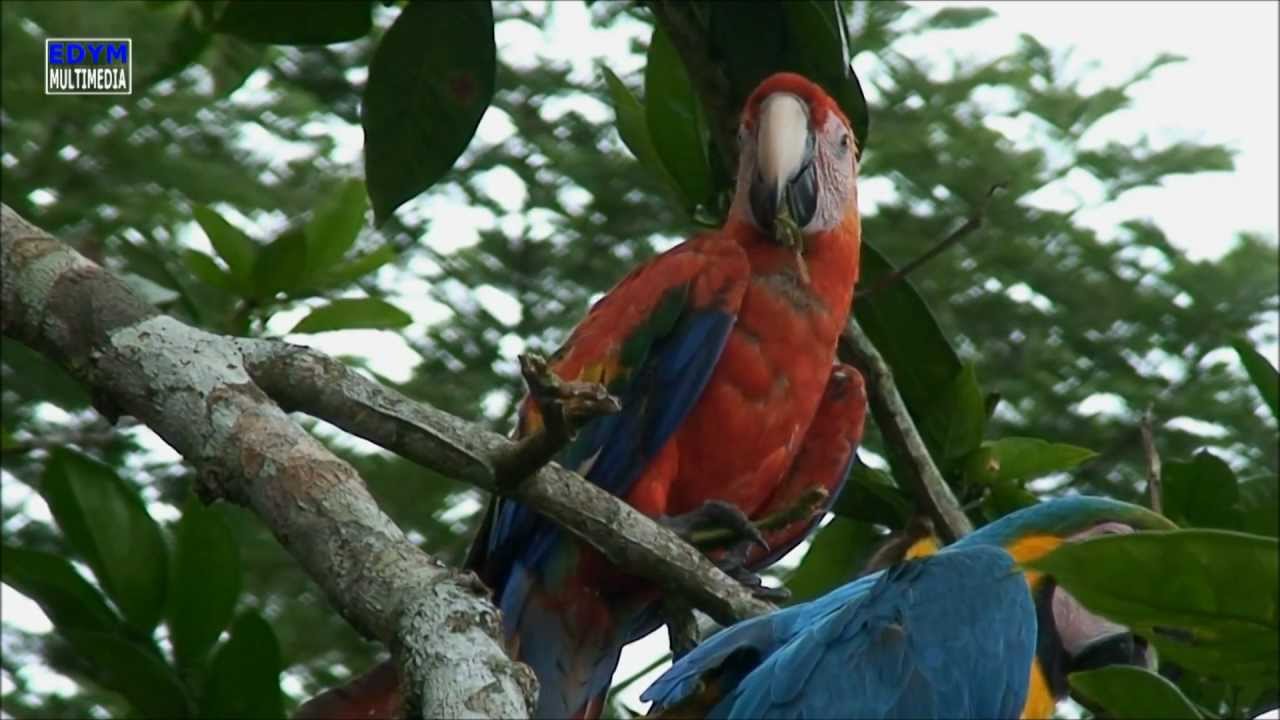 GUACAMAYOS EN SU HABITAT