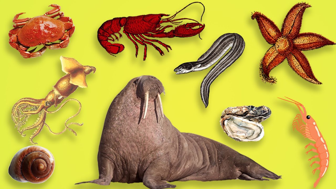 LEARN ENGLISH SEA ANIMALS For Everybody