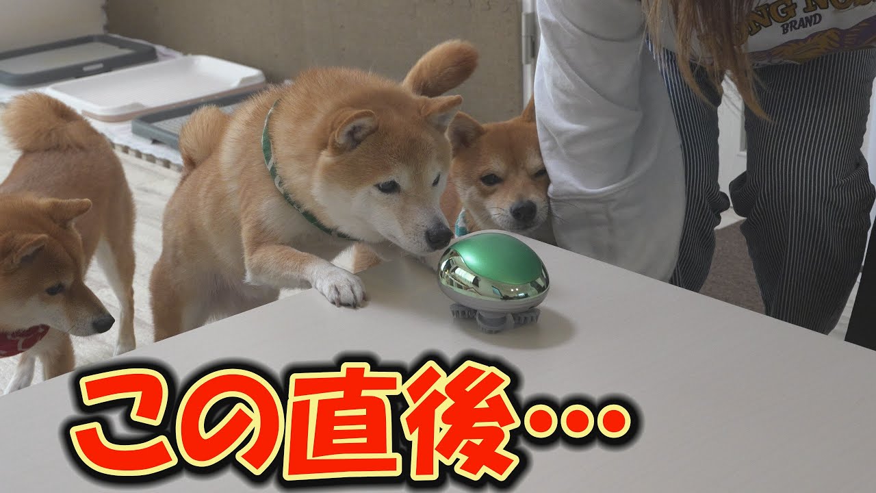 最先端技術のマシンに、腰を抜かしてしまう柴犬が続出しました・・・