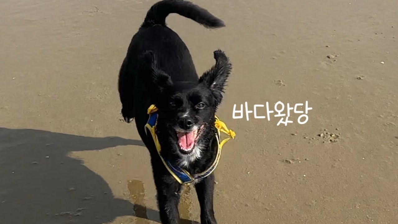 바다에 놀러와서 신나부러~