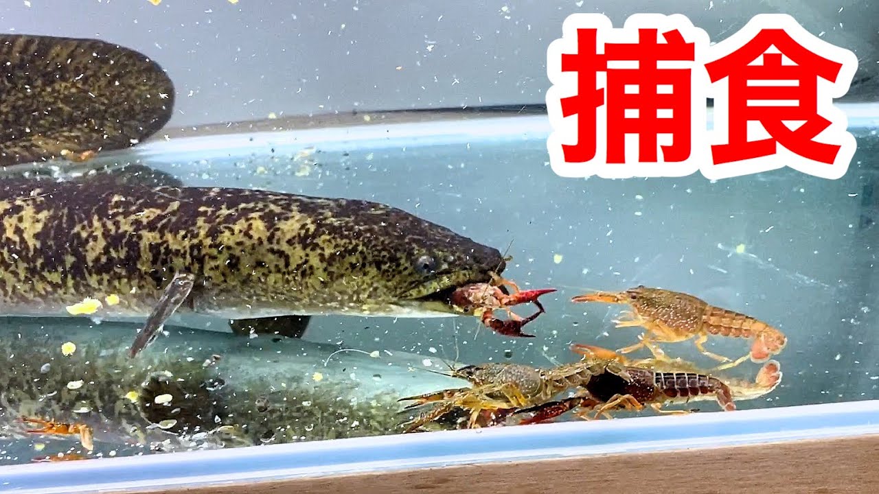 腹ペコのオオウナギに大量のザリガニを与えた結果…その捕食方法に驚愕