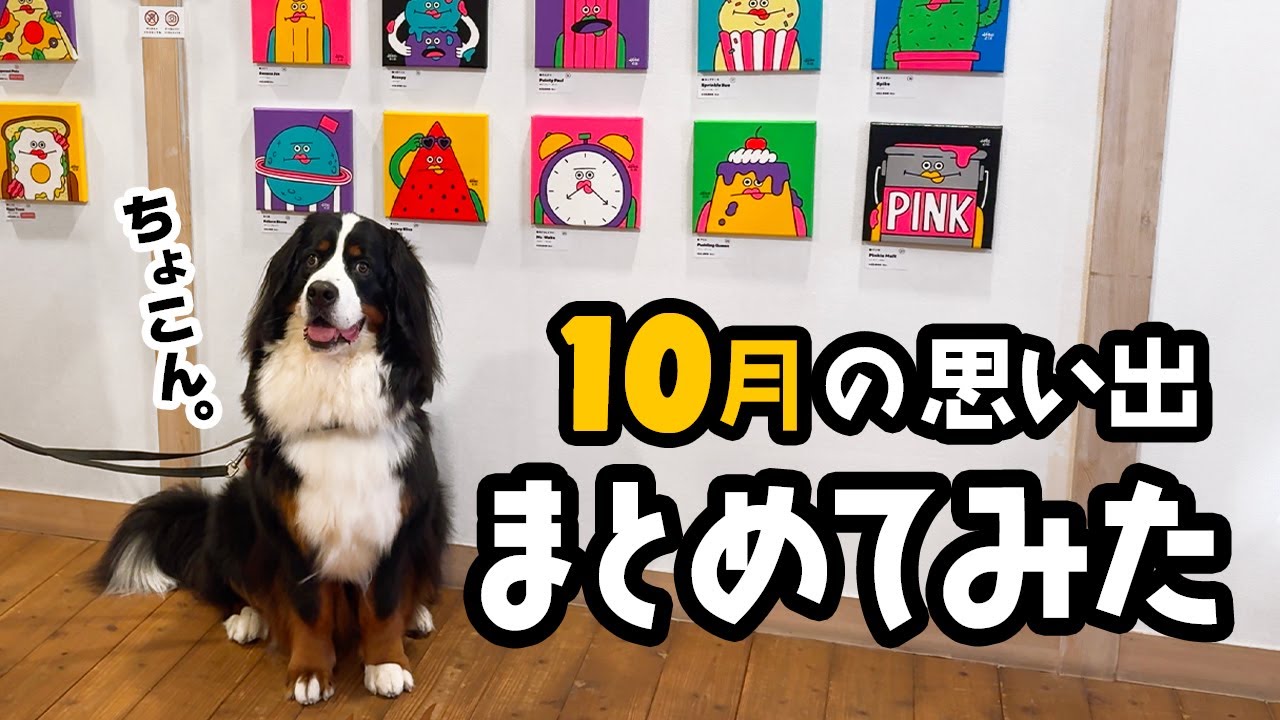10月の思い出まとめてみた【2歳3ヶ月バーニーズ】
