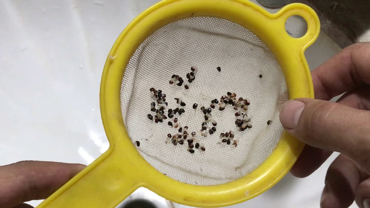 Cómo cosechar y limpiar semillas de mis cactus | Paso a paso
