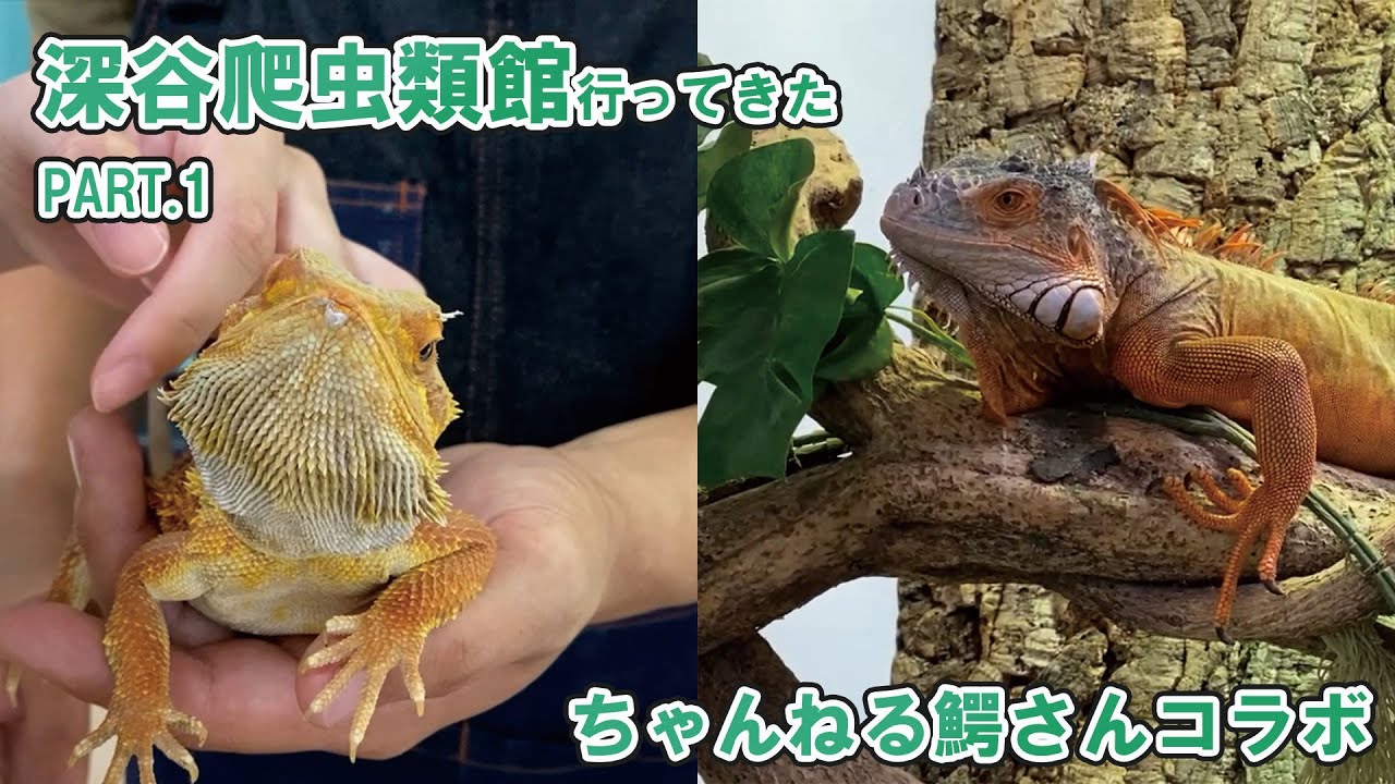 深谷爬虫類館へ行ってみた！驚きと興奮の世界への扉 PART1/4【美里オーストリッチファーム】【ちゃんねる鰐】#深谷爬虫類館