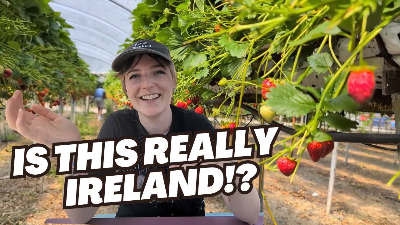 Summer things to do in Ireland - Exploring Wexford