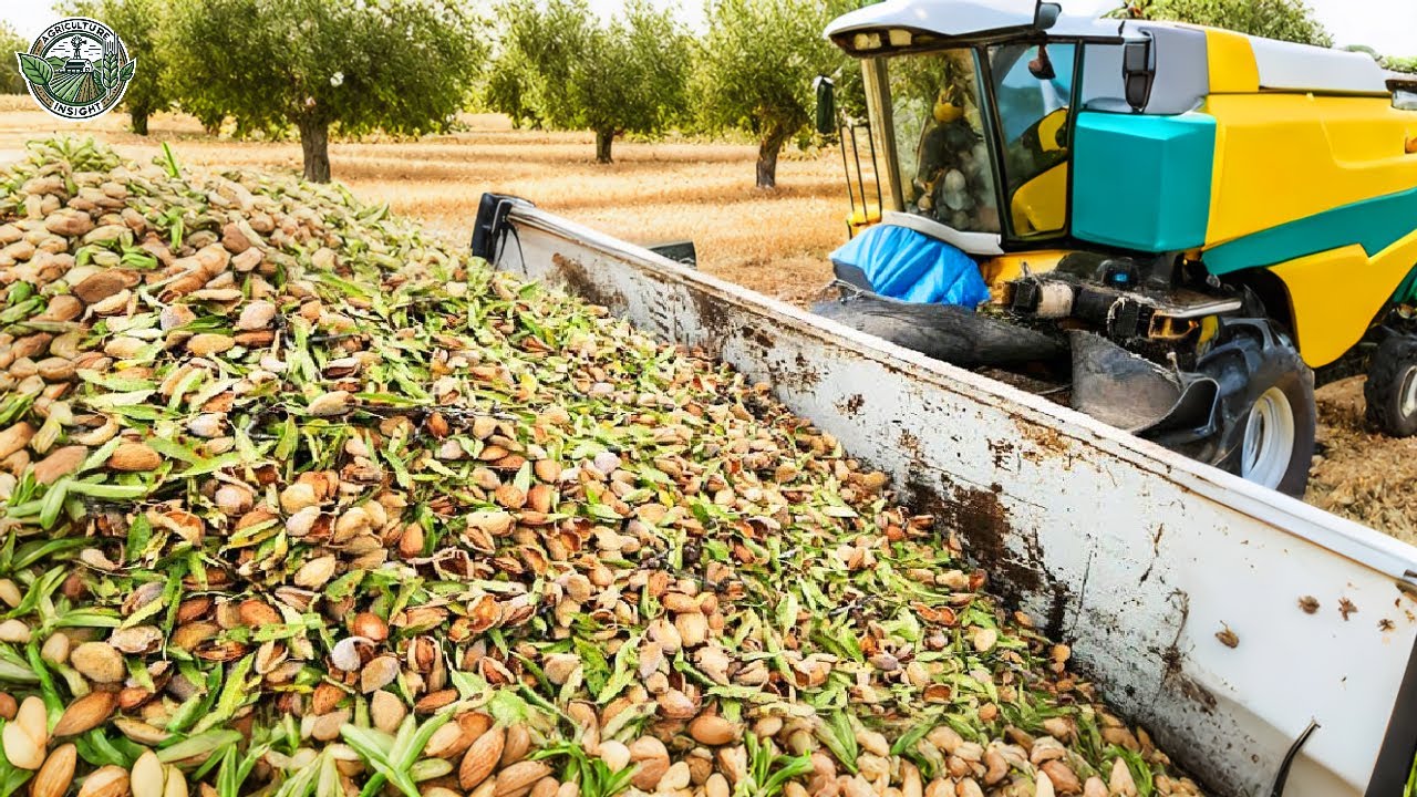 2.6 Billion Pounds Of Almonds Are Harvested By American Farmer This Way | Agriculture Technology