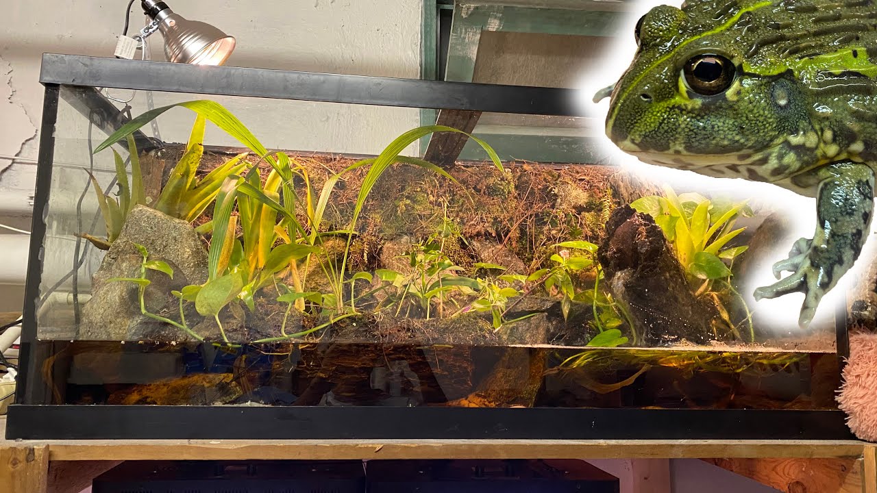 African Pixie Frog 75 Gallon Paludarium Build!