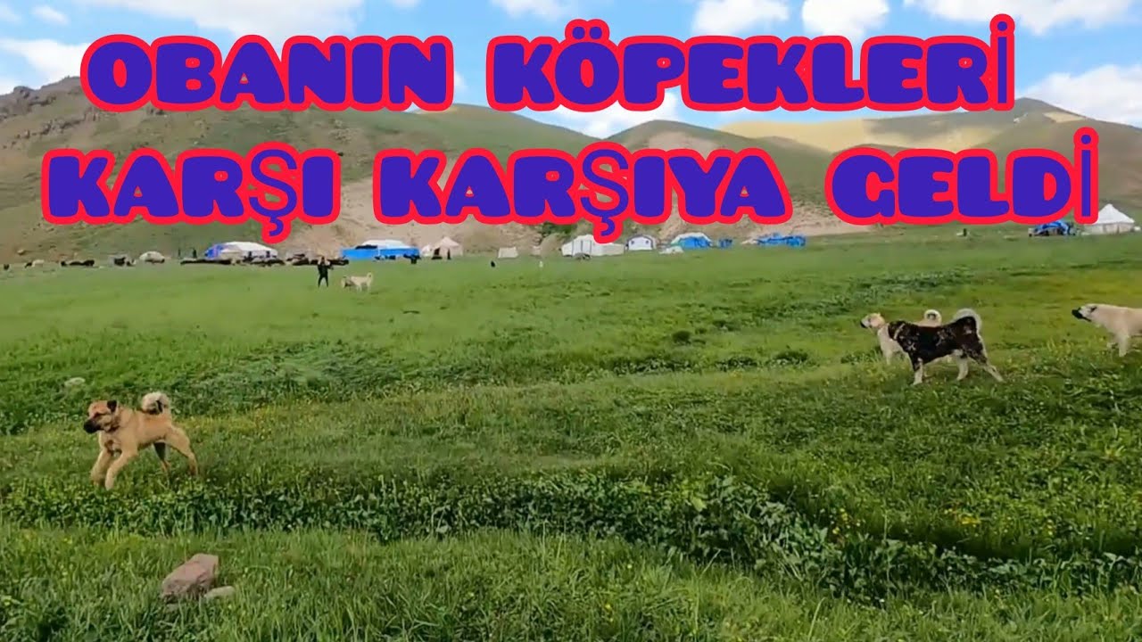 OBADAKİ KÖPEKLER LİDERLİK YARIŞINA GİRDİ--KOYUNLARI AYIRIYORUZ ARTIK--BÜYÜKLERDEN ESKİ HİKAYE ( 13 )