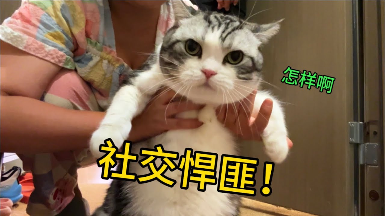 貓能外向成啥樣？偷跑去鄰居家串門，見人就蹭