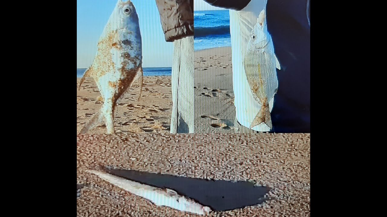 Amanzimtoti Shad place and Nyoni Rocks, by Fishing and Outdoors Kzn