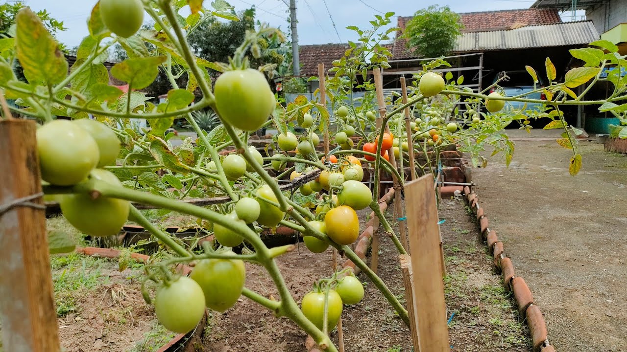 cara menanam tomat dari benih sampai panen || how to grow tomatoes from seed to harvest