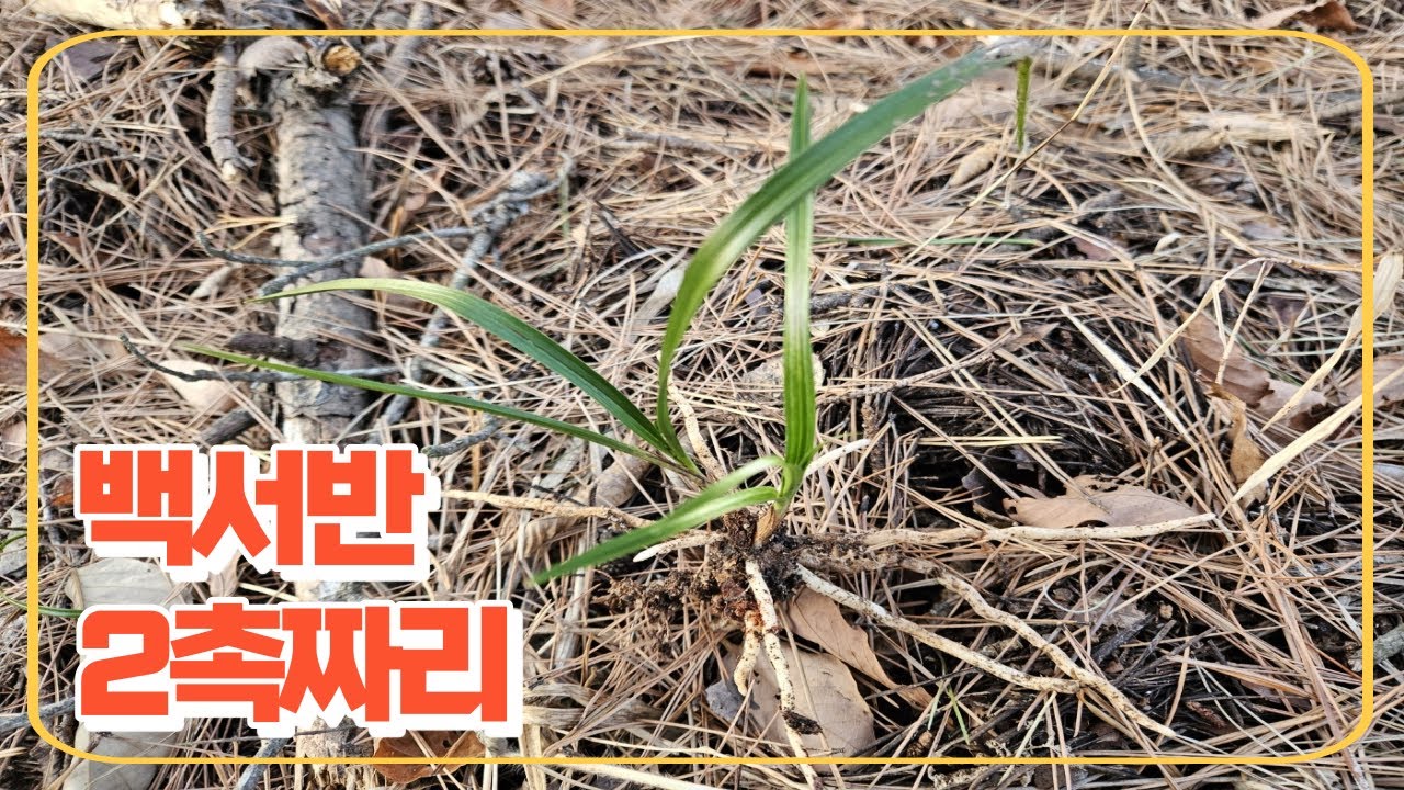 이 난초는 반려식물로서 나와 평생같이 가야죠~