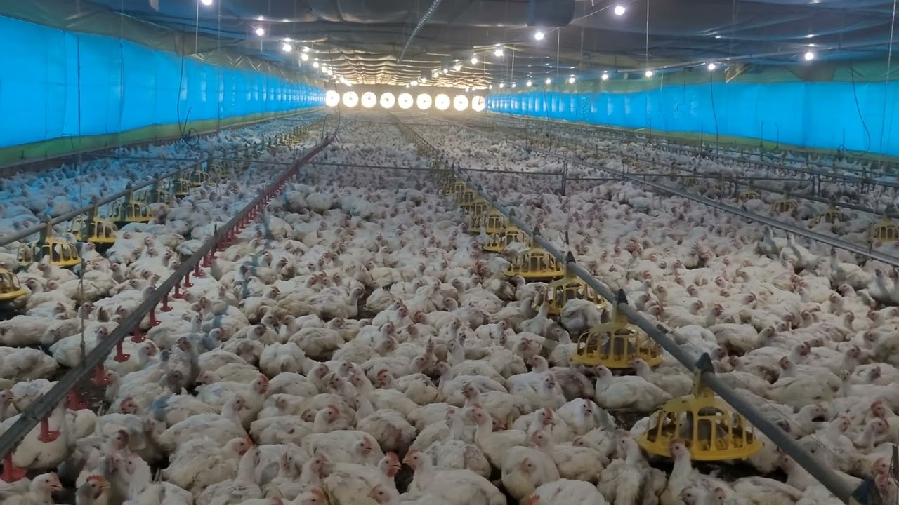 FRANGO DE CORTE COM 37 DIAS 🐔