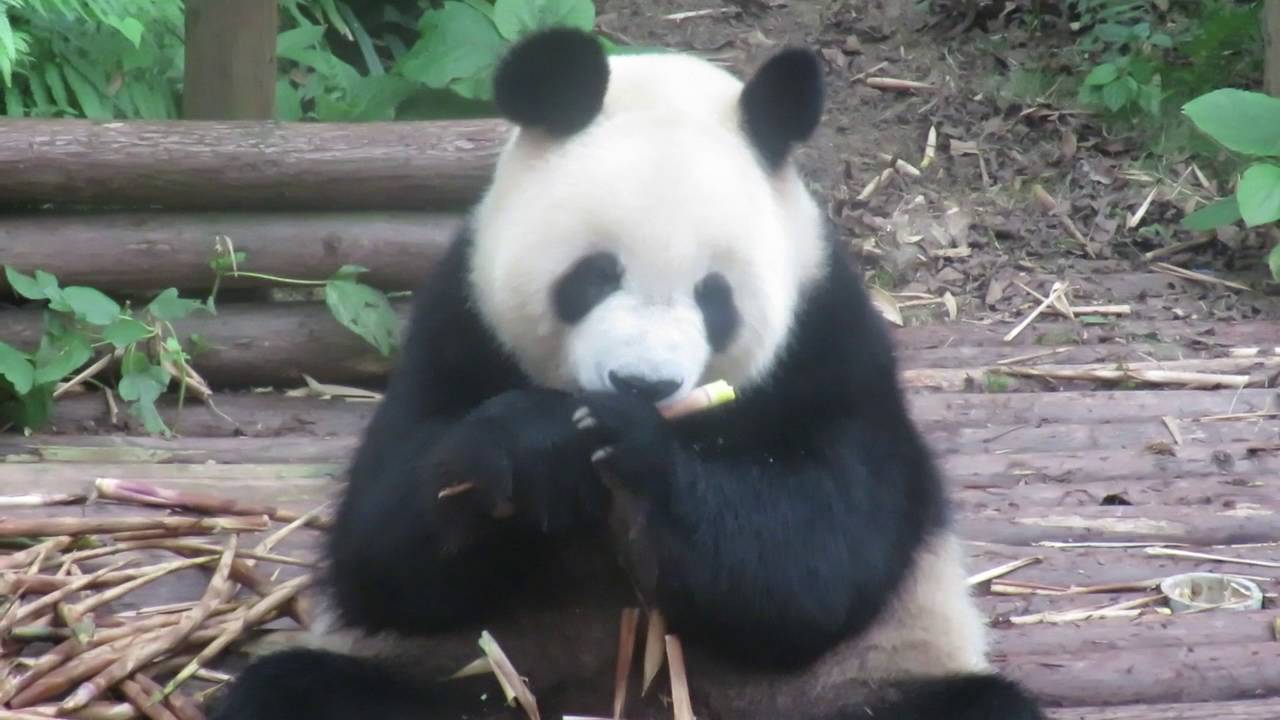 The Fastest Bamboo Shoot Eater in the East
