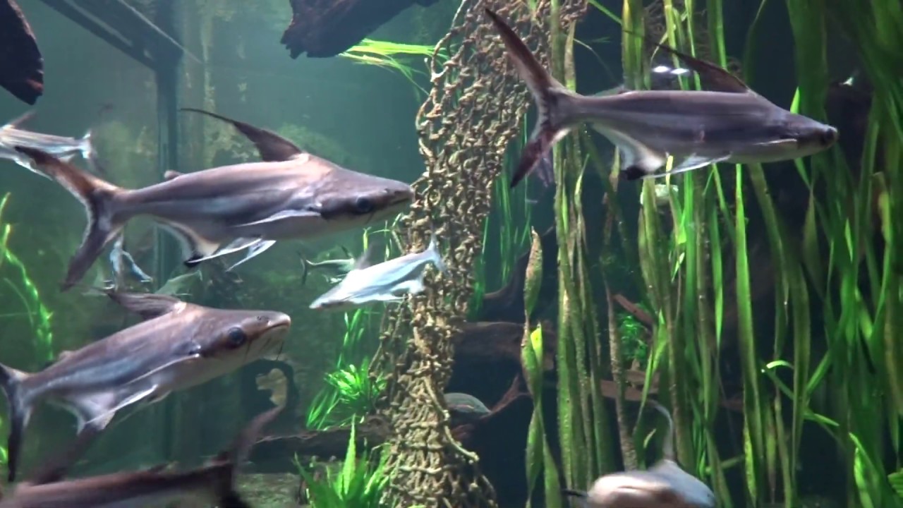 Aquatis Aquarium Lausanne - Pangasius