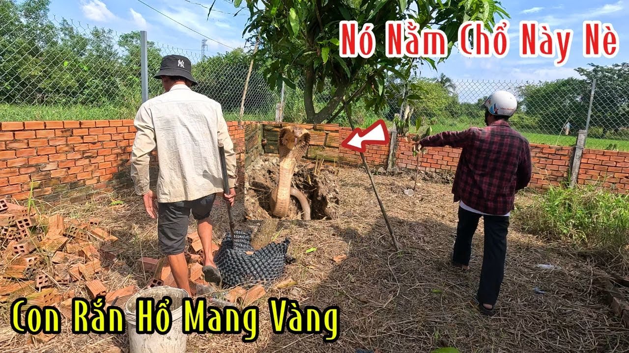 Từ Khi Phát Hiện Đất Nhà Mình Có Rắn Hổ Mang Kéo Vào Anh Chủ Không Dám Tới Đất Nhà Luôn | ĐMSB