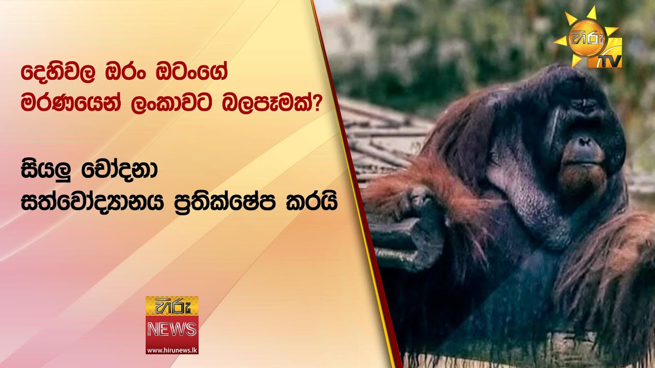 දෙහිවල ඔරං ඔටංගේ මරණයෙන් ලංකාවට බලපෑමක්? - සියලු චෝදනා සත්වෝද්‍යානය ප්‍රතික්ෂේප කරයි - Hiru News