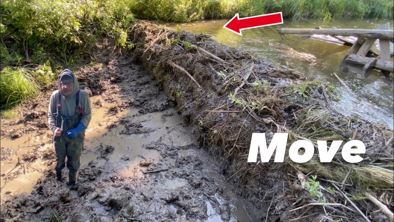 Beaver Dam Removal | Entire Wooden Structure Moved!