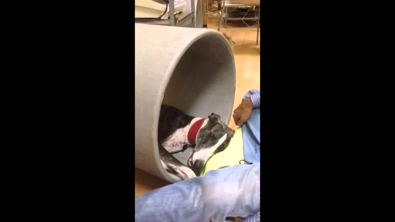 Rehabilitación Veterinaria