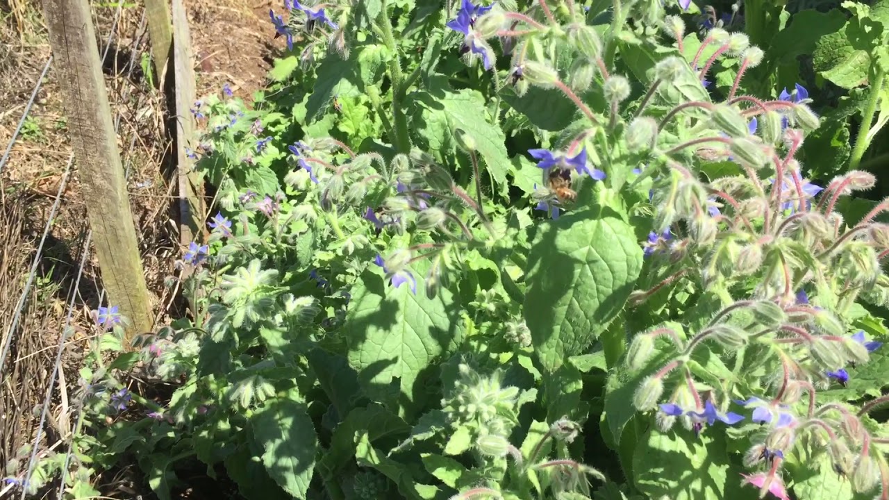 Borage and Honey Bees NZ