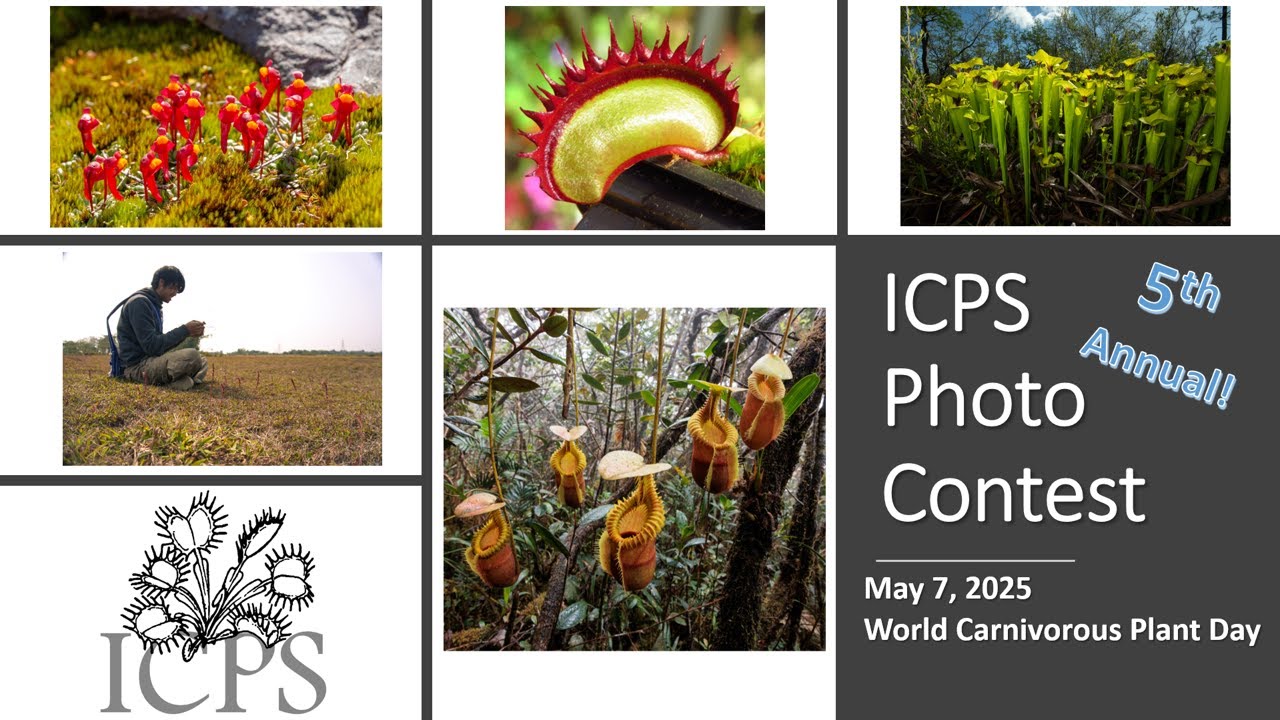 2025 International Carnivorous Plant Society's Annual Photo Contest