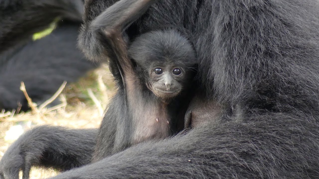 Siamang Family's Deafening Calls and Compilation of Funny Baby Interactions