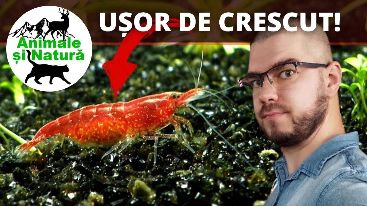 Oricine poate creste acesti mici Creveti Red Cherry