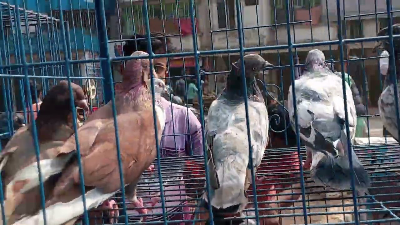 হাছনাবাদ কবুতরের হাট,প্রতি শনিবার বসে সাবস্ক্রাইব করে পাশে থাকুন ধন্যবাদ।