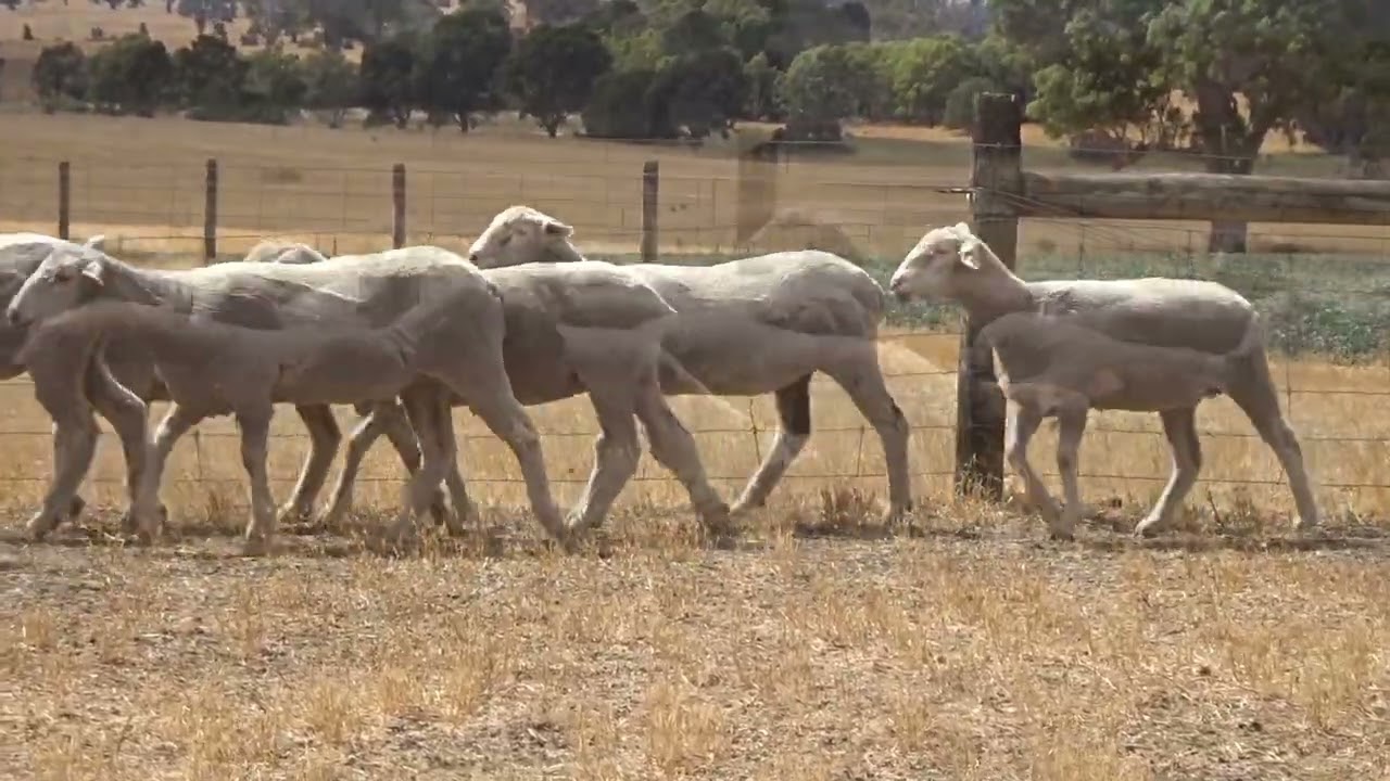 Purvis Crossbred Ewe Lambs