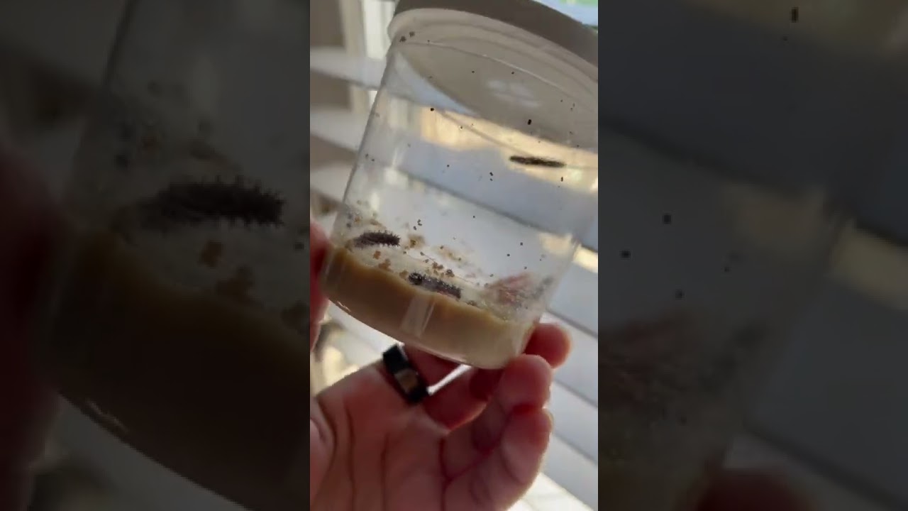 Cup of Caterpillars. Will they all SURVIVE???????