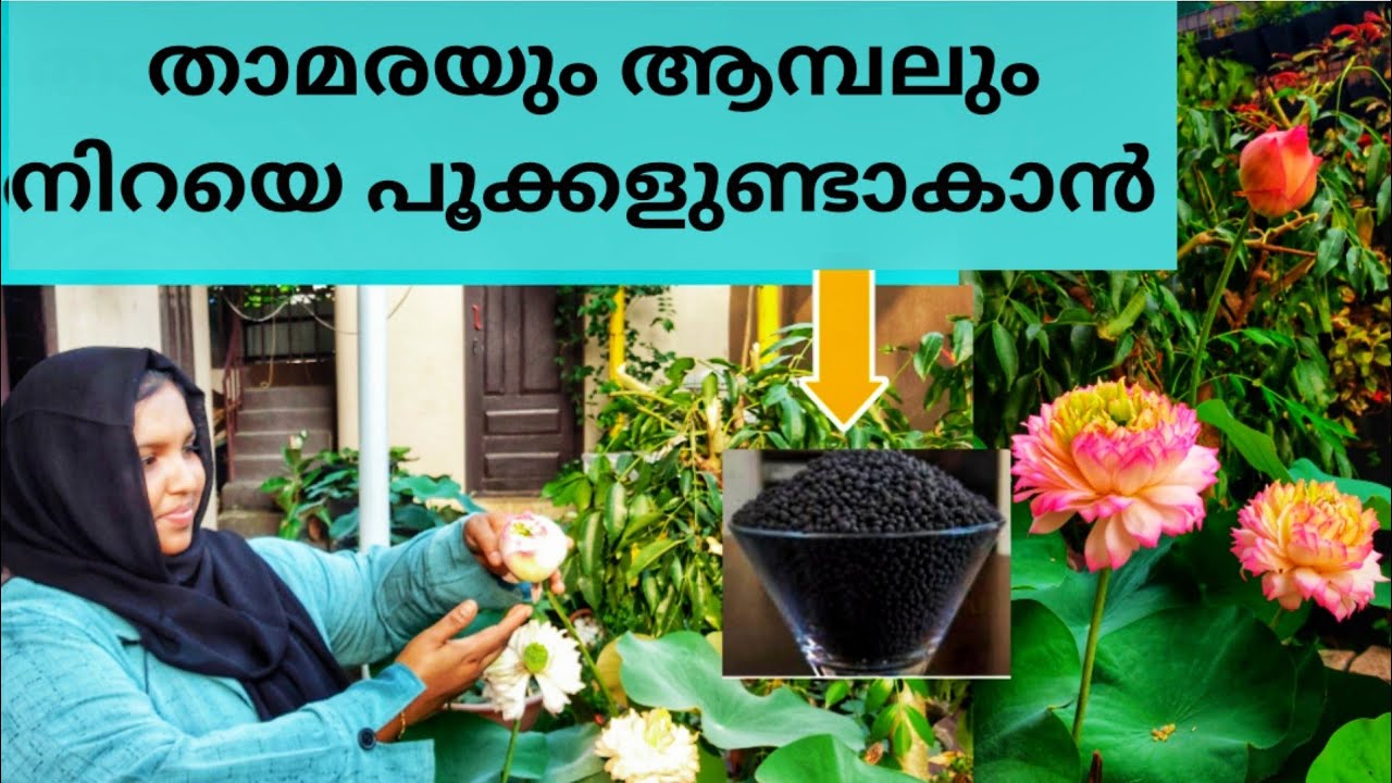താമരയും ആമ്പലും നിറയെ പൂക്കളുണ്ടാകാൻ|HOWTO FERTILIZE LOTUS ANDWATERLILLY|LOTUS,WATERLILLY MALAYALAM