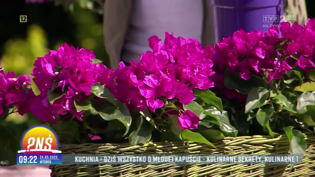 Zmysłowa bugenwilla na twoim tarasie - Ismena Amurska Pytanie na śniadanie