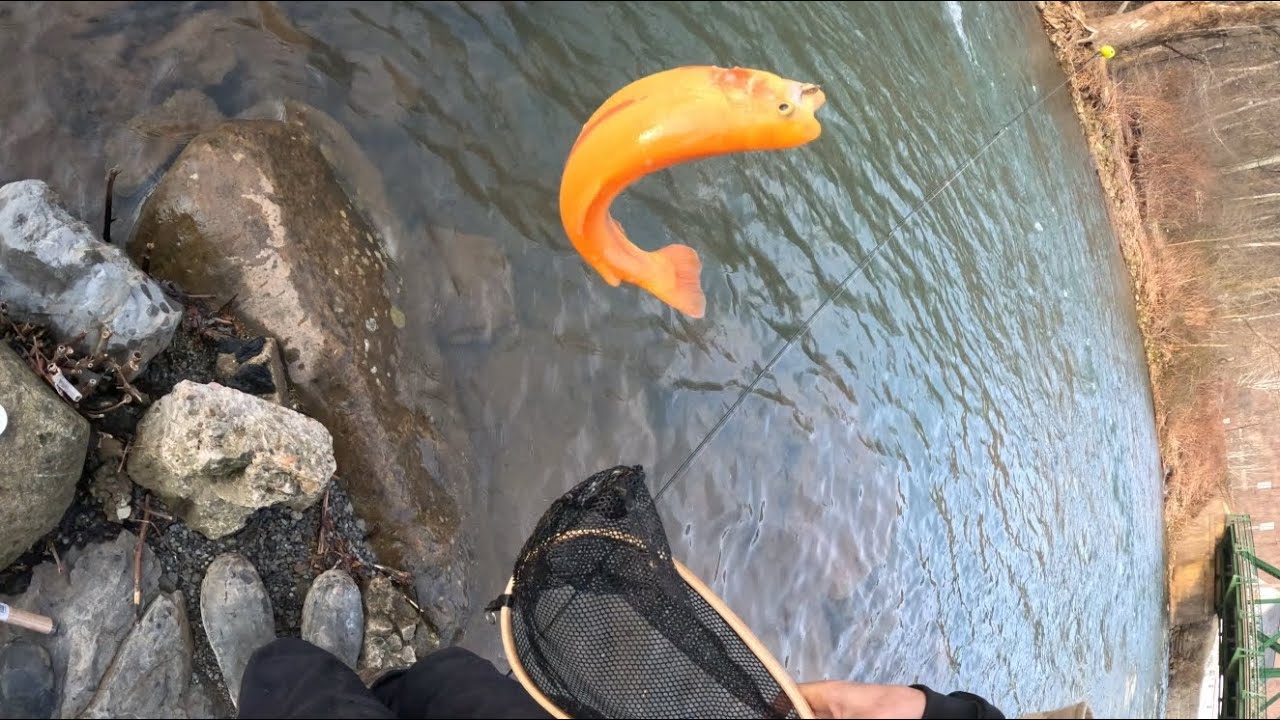 Trout Fishing In Beautiful Bergoo WV!  #westvirginia #trout #troutfishing 