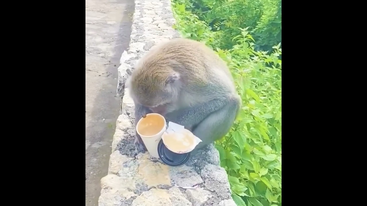 You Will Laugh So Hard at These Animals 😂 | Try Not to Laugh